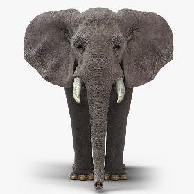 African Elephant
